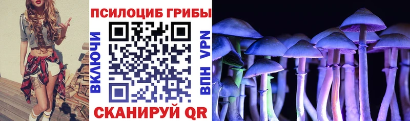 где можно купить   Острогожск  Галлюциногенные грибы Psilocybe 
